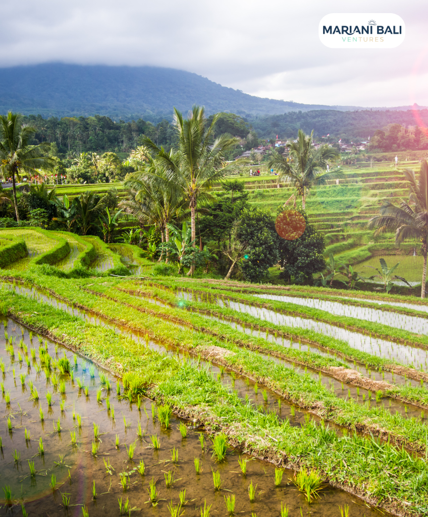 West Bali Sacred Temples & Waterfall Discovery